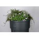 Regenton GardenPlanter 230L